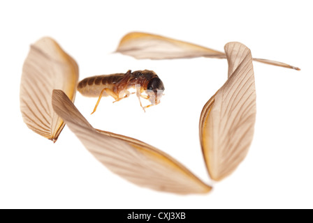 Insekt Termite weißen Ameise Stockfoto