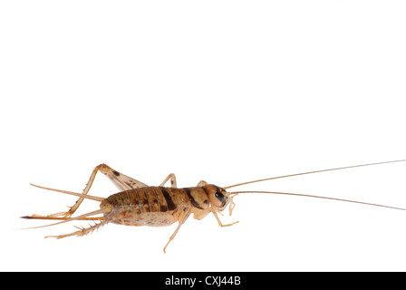 Insekt cricket Stockfoto