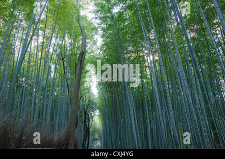 Hintergrund Der grüne japanische Bambus stammt in einem Wald von der Seite gesehen Stockfoto