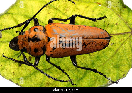 seltene Insekten Trictenotomidae Käfer isoliert Stockfoto