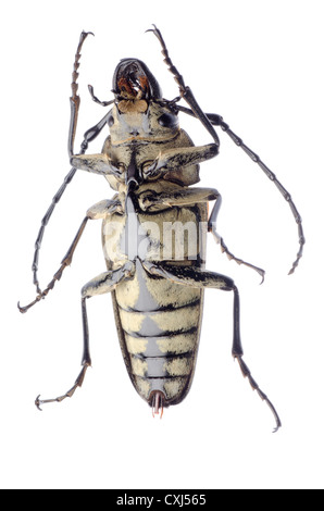 Trictenotomidae Käfer Stockfoto