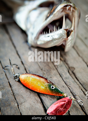 Angler fangen in Pacaya Samiria Nationalpark. Amazonas, Peru. Stockfoto