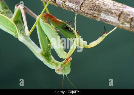 Gottesanbeterin auf einem Baum, Nahaufnahme Stockfoto