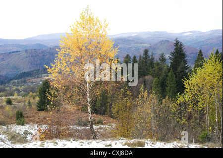 Herbst in Karpaten Stockfoto