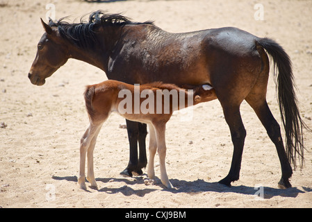 Wilden Pferde der Namib Stockfoto