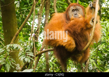 Orang-Utan in die wilde, Foto auf Indonesien, Bukit Lawang von Sumatra. Stockfoto