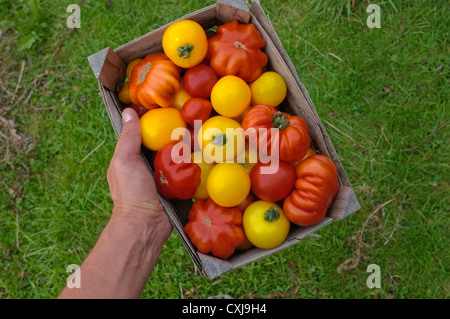 Eine Schachtel mit frisch gepflückten Tomaten. Stockfoto