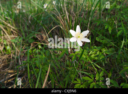 Buschwindröschen Anemone nemorosa Stockfoto