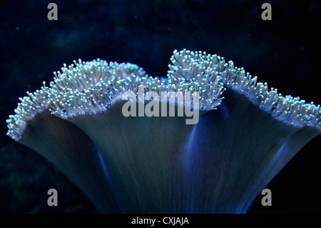 Deutschland, Bayern, München, blaue Korallen im aquarium Stockfoto