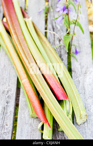 Rhabarber Ernte mit den Stielen gestapelt auf einer Holzfläche im Garten Stockfoto