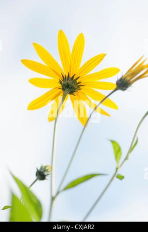 Nahaufnahme von Bloming gelben Blüten wachsen in einer Wiese Stockfoto