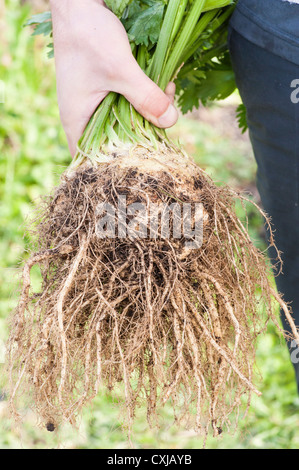 Nahaufnahme von frischen Bio-Sellerie Stockfoto