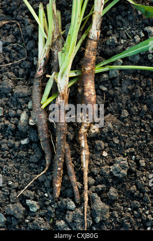 Schwarzwurzeln (Scorzonera Hispanica) am Boden liegen Stockfoto