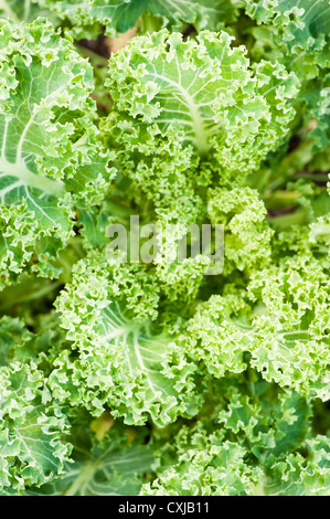 Nahaufnahme der Grünkohl Kohl wächst in einem Gemüsegarten Stockfoto