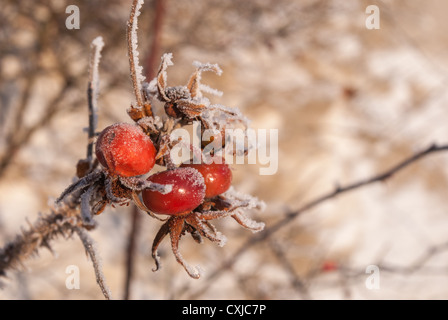 Gefrorene Bruyere mit Eis bedeckt Stockfoto