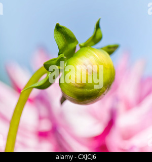 Eine Blütenknospe einer Dahlie Pflanzen mit einem rosa Kaktus Blüte Dahlie im Hintergrund. Stockfoto
