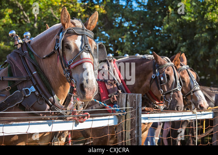 Zugpferde in voller Geschirr auf dem Land-Bauernhof fair auf Prince Edward Island, Kanada. Stockfoto