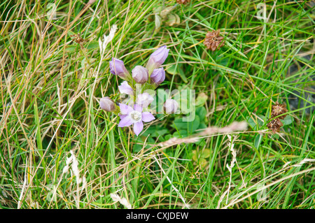 Alpinen Wildblumen, fotografiert in Österreich, Tirol Stockfoto