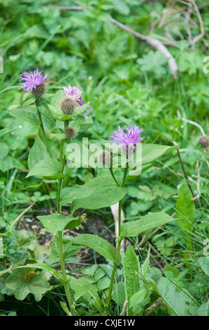 Alpinen Wildblumen, fotografiert in Österreich, Tirol Stockfoto