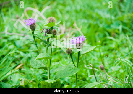 Alpinen Wildblumen, fotografiert in Österreich, Tirol Stockfoto