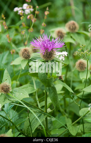 Alpinen Wildblumen, fotografiert in Österreich, Tirol Stockfoto