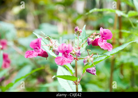 Alpinen Wildblumen, fotografiert in Österreich, Tirol Stockfoto