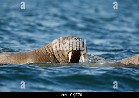 Walross (Odobenus Rosmarus), Svalbard Inseln Barents-See, Norwegen. Stockfoto