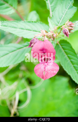 Alpinen Wildblumen, fotografiert in Österreich, Tirol Stockfoto