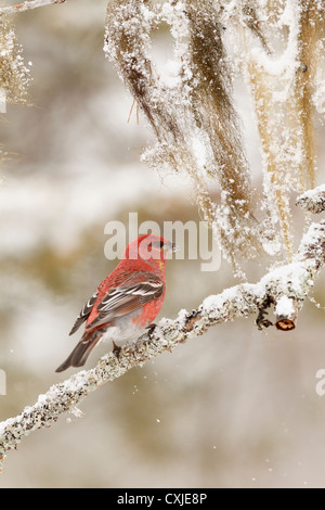 Kiefer Grosbeak, Männlich (Pinicola Enucleator).  Kaamanen, Lappland, Finnland, Europa Stockfoto