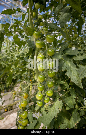 Tomaten im Gewächshaus, Island Gewächshäuser sind mit geothermischer Energie hält die Kosten für Energie, erschwinglich und sauber beheizt. Stockfoto