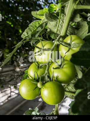 Tomaten im Gewächshaus, Island.  Gewächshäuser sind mit geothermischer Energie hält die Kosten für Energie, erschwinglich und sauber beheizt. Stockfoto