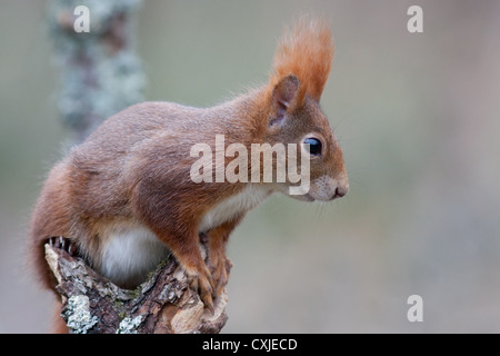 Eichhörnchen Stockfoto