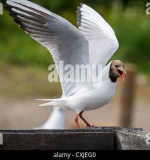 Lachmöwe, Siglufjordur, Island Chroicocephalus ridibundus Stockfoto