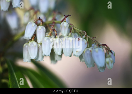 Die weiße Blütentrauben von Pieris Japonica 'Forest Flame' oder Pieris Floribunda 'Forest Flame' Stockfoto