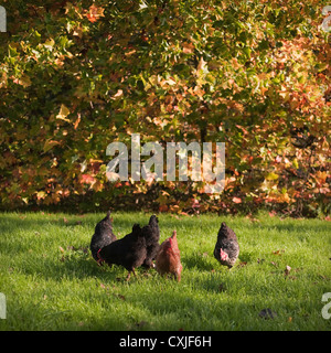 Freilaufenden Hühnern füttern in einem Obstgarten vor dem Hintergrund der Liriodendron Tulipifera (Tulpenbaum) in voller Herbstfarben. Stockfoto