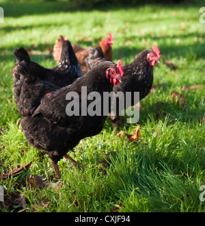 Freilandhaltung schwarzen Australorps Hühner und ein Buff Orpington Fütterung in nassem Rasen von einem Obstgarten unter herbstlichen Laub. Stockfoto