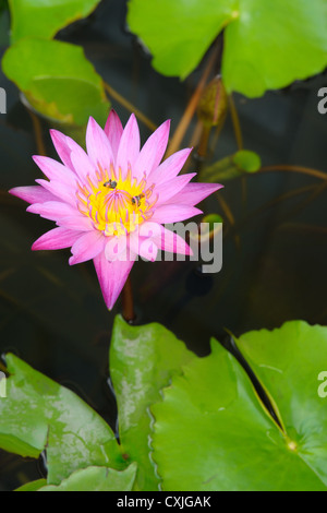 Lila Lotus tropischen Seerose Blüte. Stockfoto