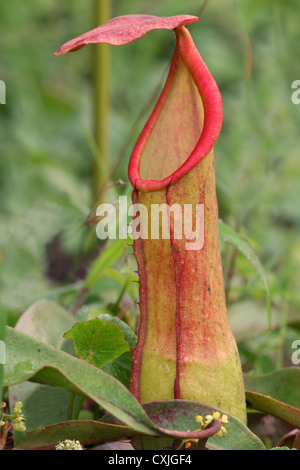 Die Nepenthes, im Volksmund bekannt als tropischen Kannenpflanzen oder Affe Cups, sind eine Gattung fleischfressender Pflanzen in die monotypisch. Stockfoto