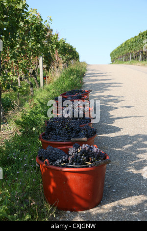 Wein Ernte Weinfeld Traubenlese Natur Vintage Wein Weinlese Feld Natur Ackerbau volle Landschaft Natur Niemand im freien Stockfoto