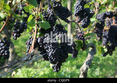 Wein Ernte Weinfeld Traubenlese Natur Vintage Wein Weinlese Feld Natur Ackerbau volle Landschaft Natur Niemand im freien Stockfoto