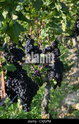 Wein Ernte Weinfeld Traubenlese Natur Vintage Wein Weinlese Feld Natur Ackerbau volle Landschaft Natur Niemand im freien Stockfoto