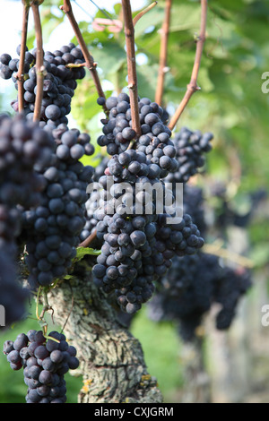 Wein Ernte Weinfeld Traubenlese Natur Vintage Wein Weinlese Feld Natur Ackerbau volle Landschaft Natur Niemand im freien Stockfoto