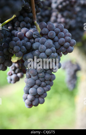 Wein Ernte Weinfeld Traubenlese Natur Vintage Wein Weinlese Feld Natur Ackerbau volle Landschaft Natur Niemand im freien Stockfoto