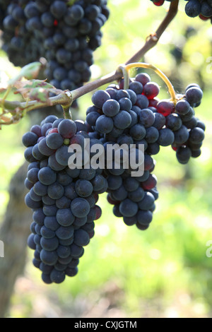 Wein Ernte Weinfeld Traubenlese Natur Vintage Wein Weinlese Feld Natur Ackerbau volle Landschaft Natur Niemand im freien Stockfoto