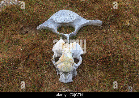 Schädel und Wirbel der Walross auf Tundra im kanadischen Hocharktis Boden. Stockfoto