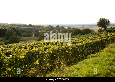 Wein Ernte Weinfeld Traubenlese Natur Vintage Wein Weinlese Feld Natur Ackerbau volle Landschaft Natur Niemand im freien Stockfoto