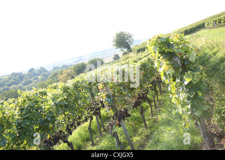 Wein Ernte Weinfeld Traubenlese Natur Vintage Wein Weinlese Feld Natur Ackerbau volle Landschaft Natur Niemand im freien Stockfoto