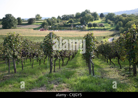 Wein Ernte Weinfeld Traubenlese Natur Vintage Wein Weinlese Feld Natur Ackerbau volle Landschaft Natur Niemand im freien Stockfoto