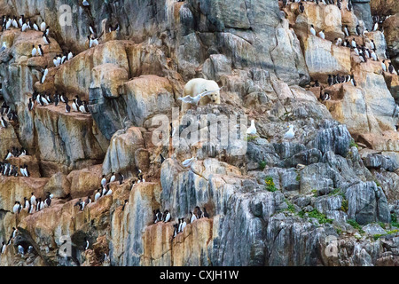 Junge männliche Eisbär ruht und jagt nistende Seevögeln auf felsigen Steilküste von Coburg Insel, NW-Passage, Nunavut, arktischen Kanada. Stockfoto