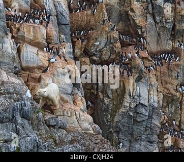 Junge männliche Eisbär ruht und jagt nistende Seevögeln auf felsigen Steilküste von Coburg Insel, NW-Passage, Nunavut, arktischen Kanada. Stockfoto